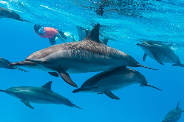 plavání s delfíny Sataya