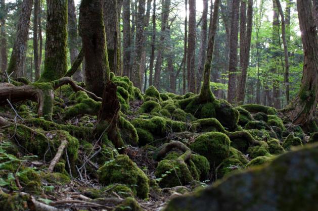 Aokigahara Forest