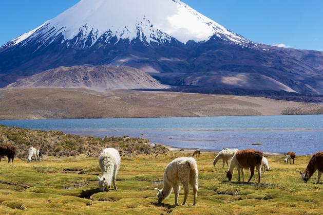 Sopka Parinacota