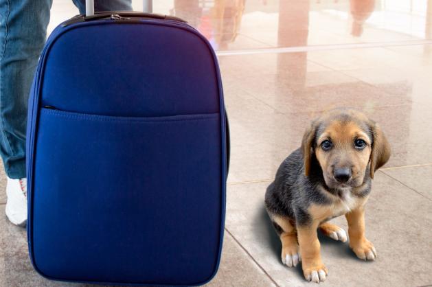 Malé štěně sedí vedle cestovního zavazadla