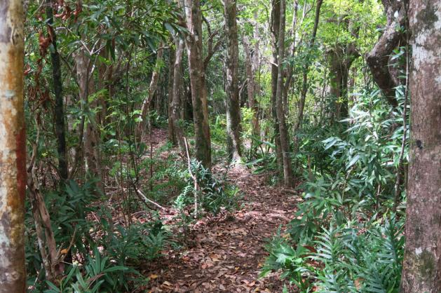 ebenový les Chamarel