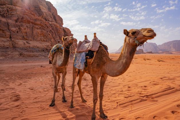 Wadi Rum velbloudi