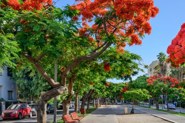 Tel Aviv Rothschild Boulevard