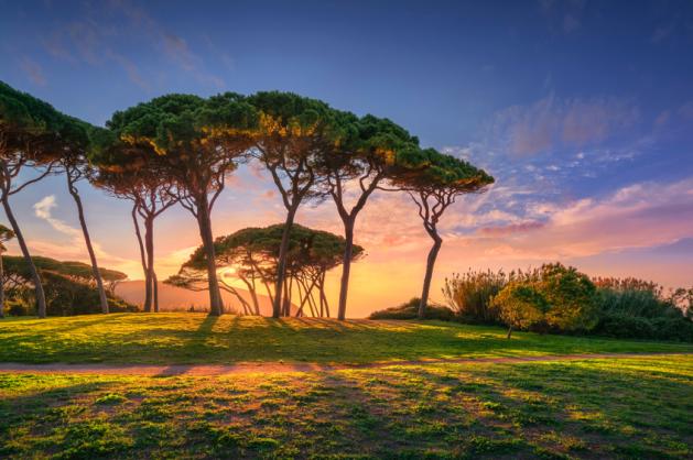 Baratti Beach stromy