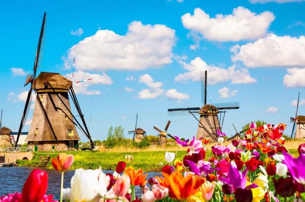 Kinderdijk s tulipány a větrnými mlýny