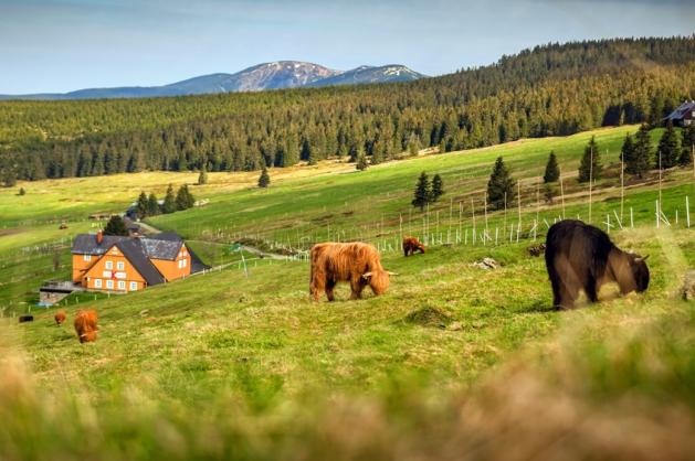 Krkonoše