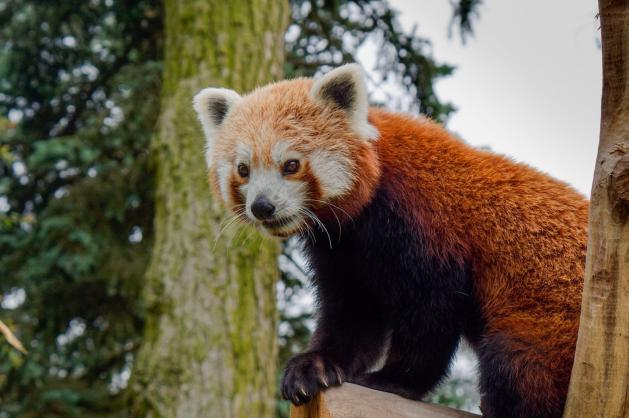 Ohrožená panda červená