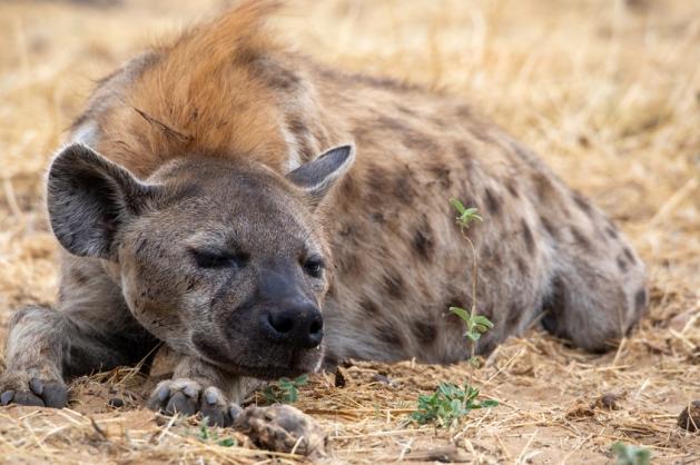 hyena v NP Etosha
