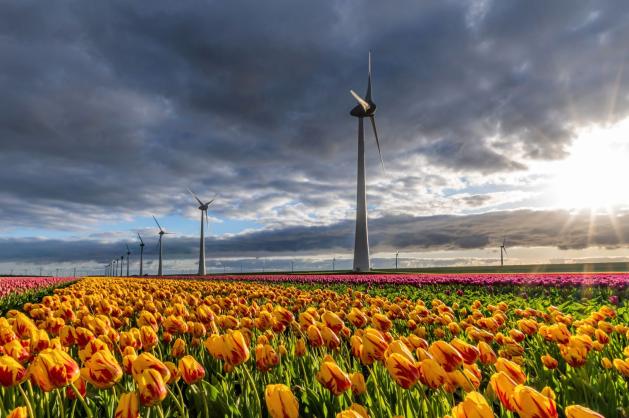 Rozkvetlá pole tulipánů