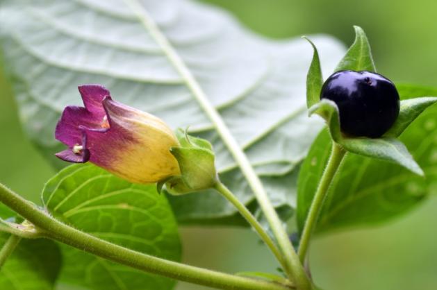 atropa belladonna