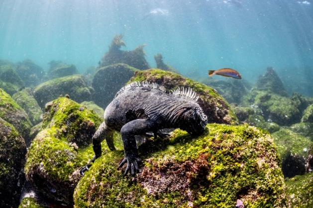 Galapágy leguáni