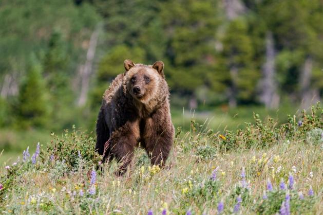 medvěd grizzly