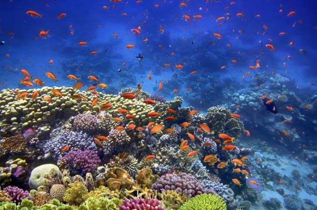 Sharm El Sheikh šnorchlování