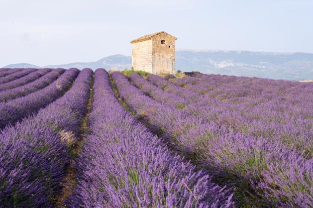 levandulová pole v Provence
