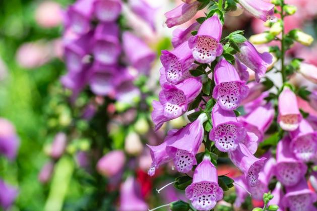 digitalis purpurea