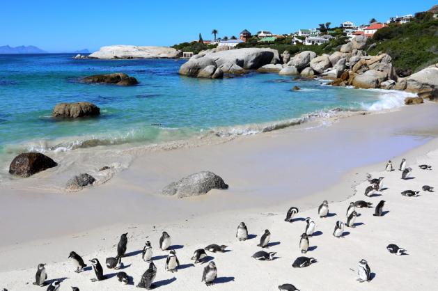 Kolonie tučňáků na písčité pláži