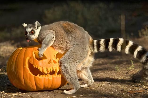 Lemur si hraje s vyřezanou dýní 