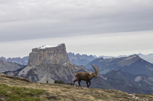 Vercors