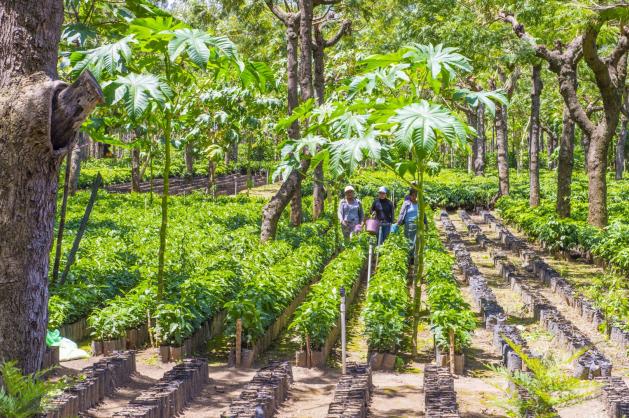 Guatemalské plantáže