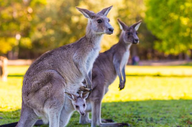 Klokani v NP Kakadu