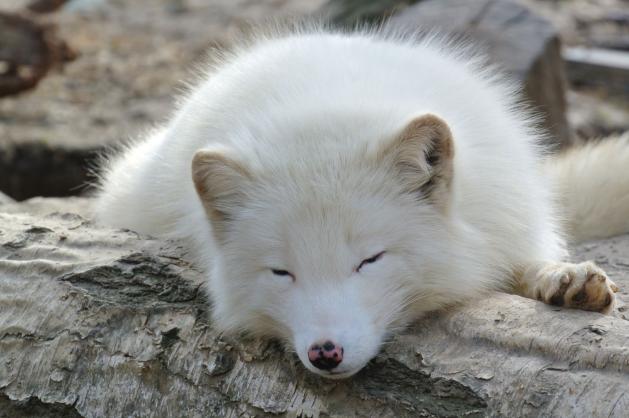 Spící polární liška