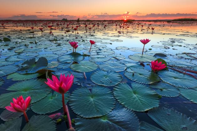 Red Lotus Lake