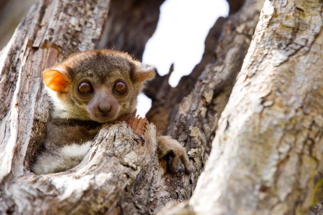 lemur v Ankaraně