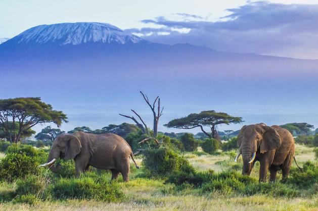 sloni afričtí