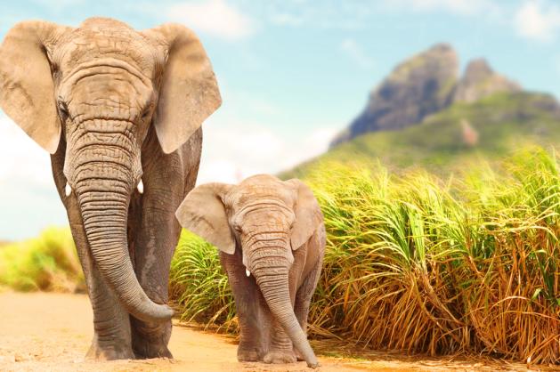 slon africký a mládě