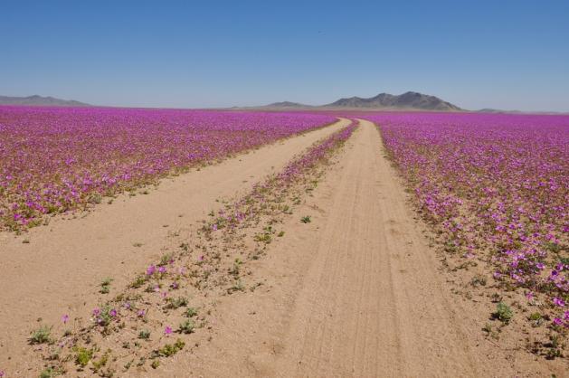 Atacama květy