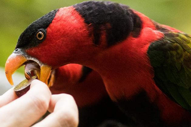 Zoologická zahrada Ostrava