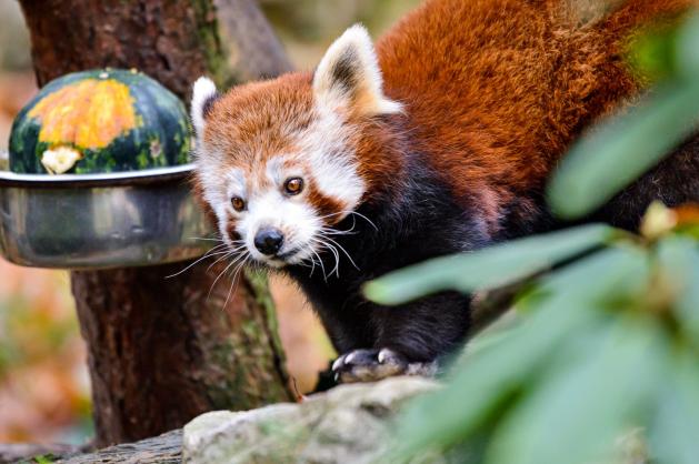 Panda červená