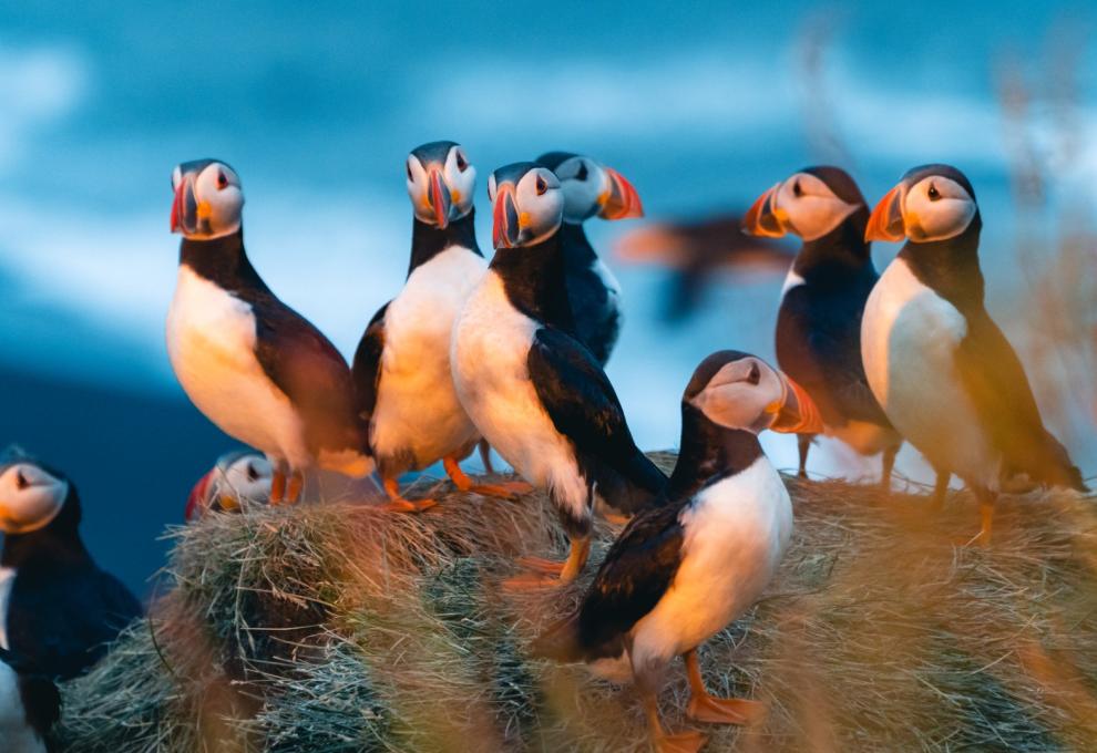 papuchalkové úvodní