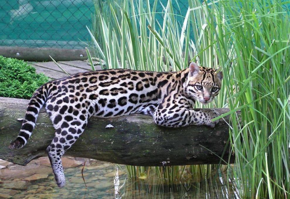 Ocelot