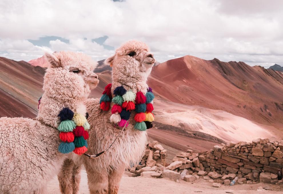 cestopis Peru