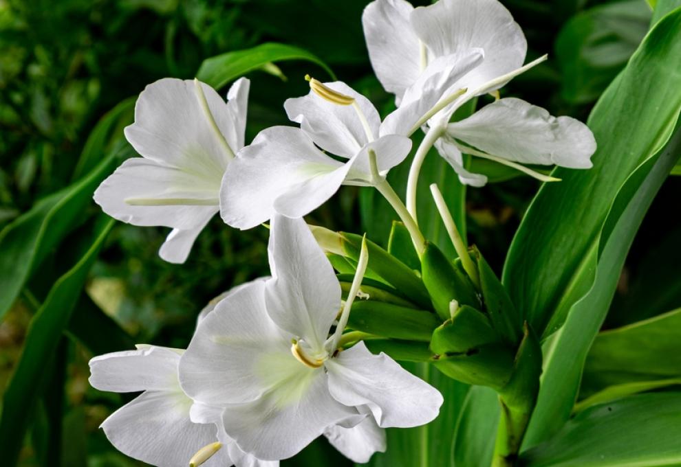 Hedychium coronarium