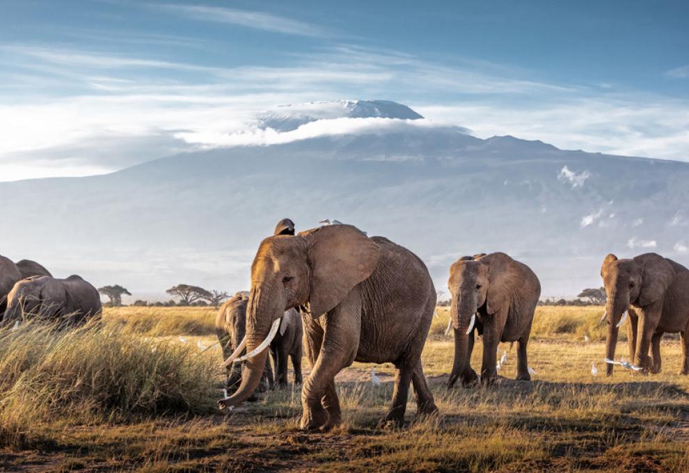 NP Amboseli