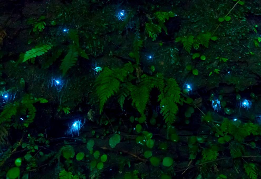 Slizová vlákna larev Arachnocampa Luminosa