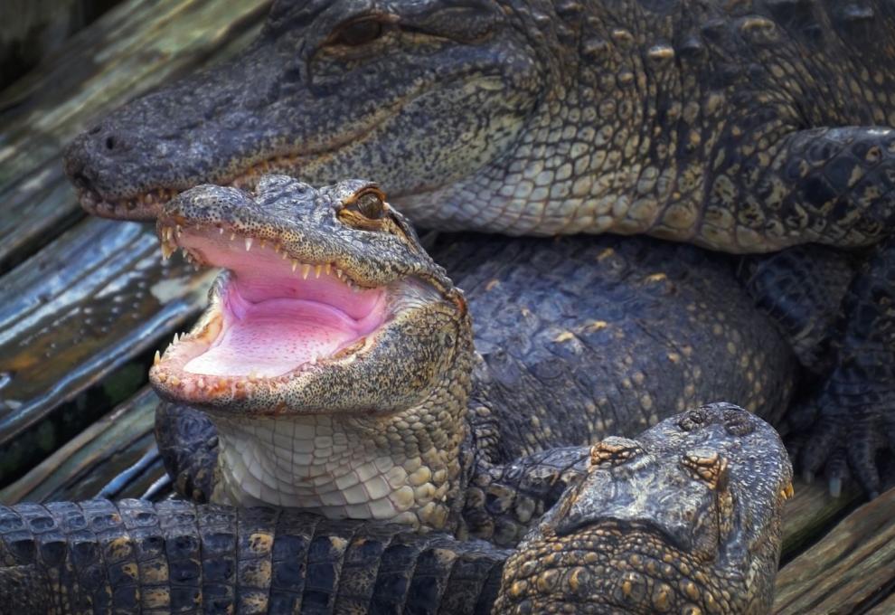 Krokodýl – aligátor