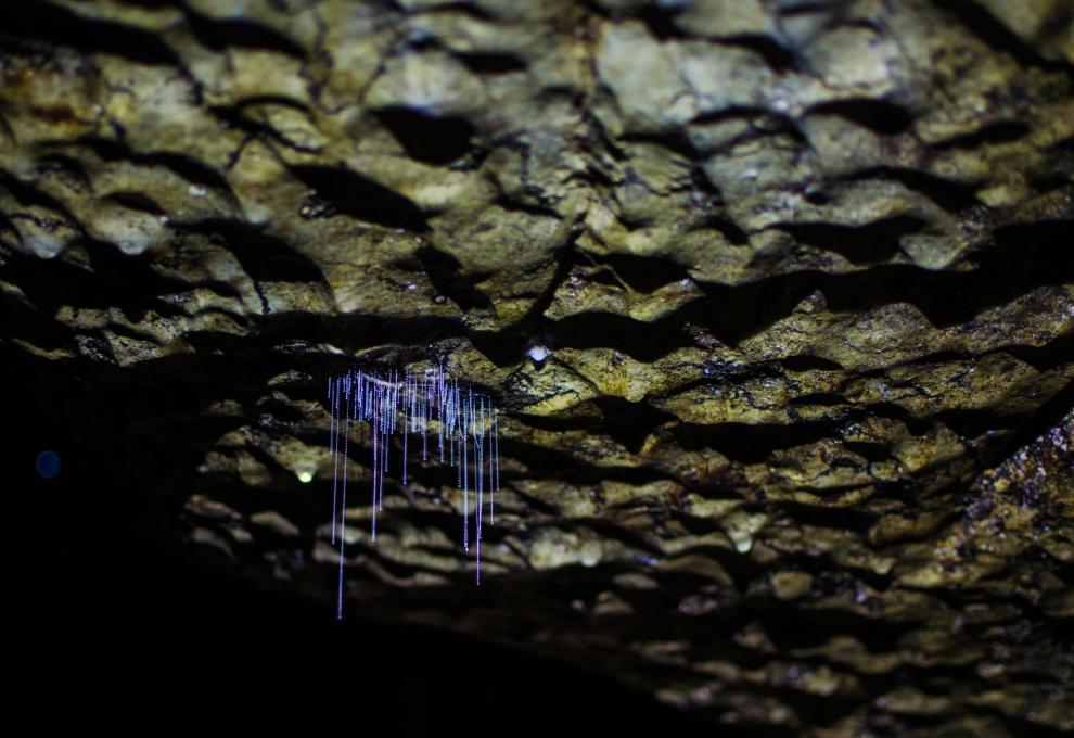 Arachnocampa Luminosa – slizová vlákna