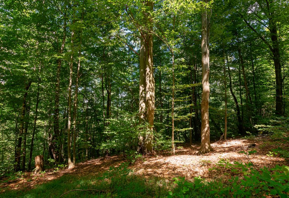 Jizerskohorské bučiny