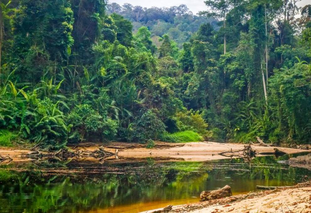 Taman Negara, nejstarší prales na světě