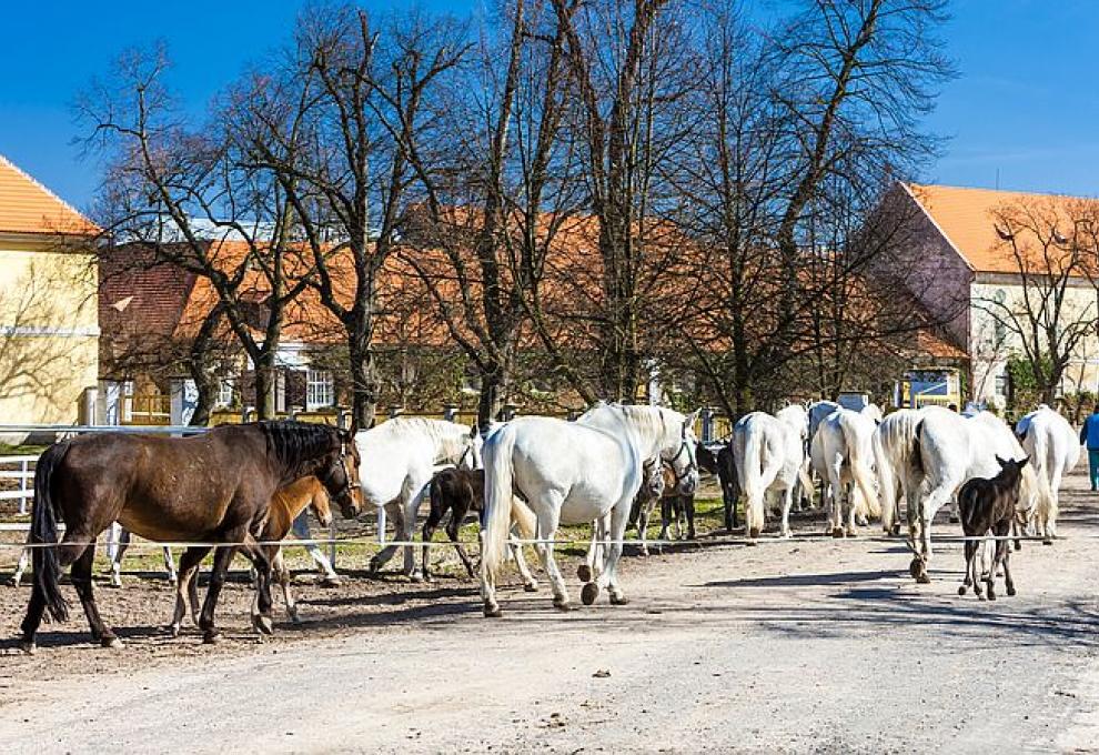 Koně v Kladrubech mají výborné podmínky a dlouhou tradici