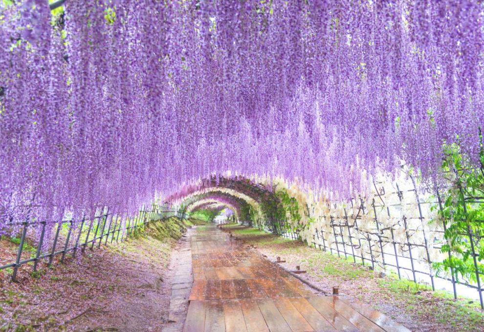 Květinový tunel v zahradách Kawachi Fuji, Japonsko