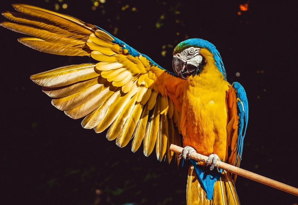 Papoušek ara arakanga