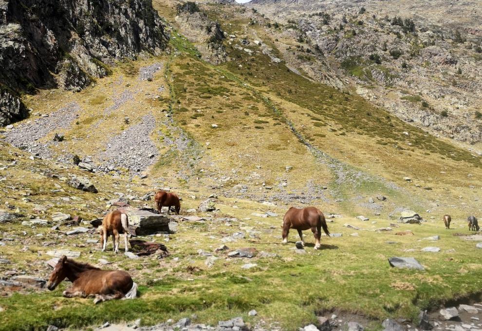 Pla de l'Estany