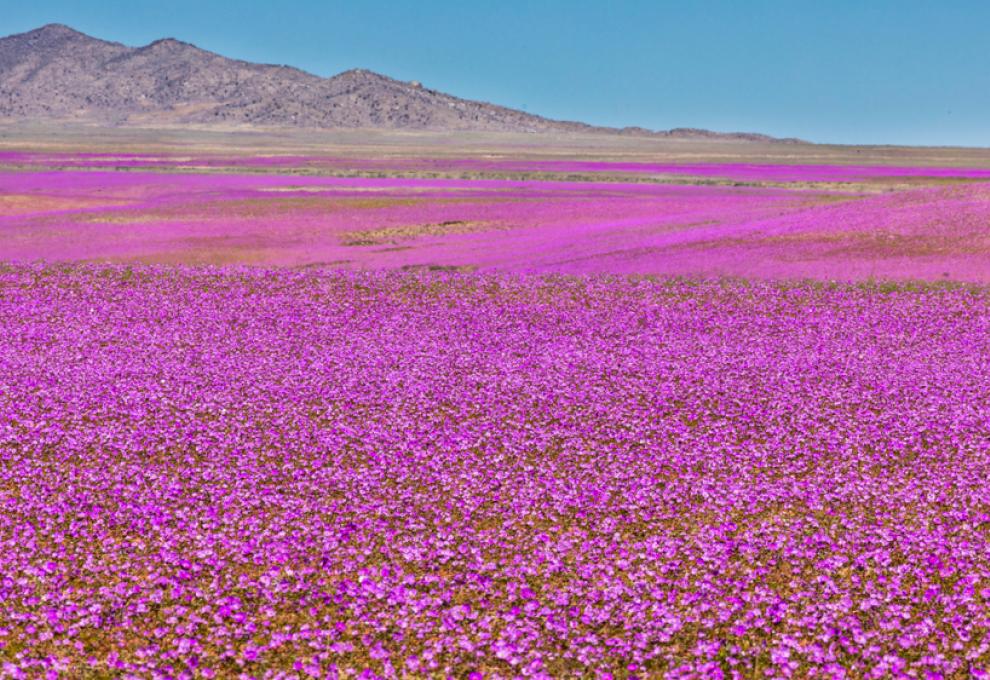 Atacama úvodní