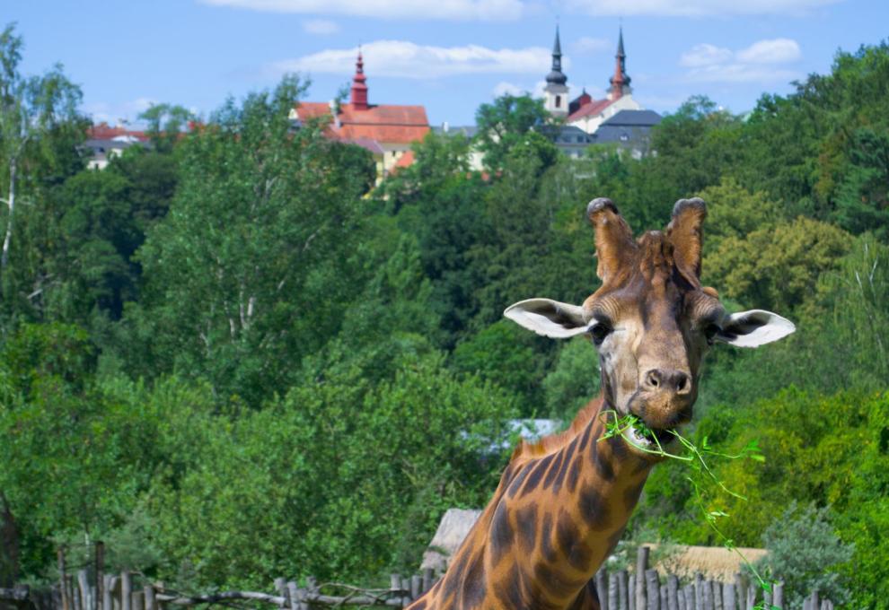 Žirafa v jihlavské zoo