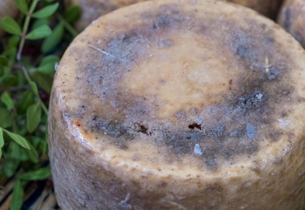 Casu Marzu