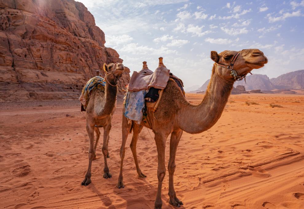 Wadi Rum velbloudi